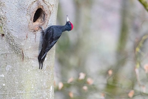 Black woodpecker (Dryocopus martius) ml Germany
