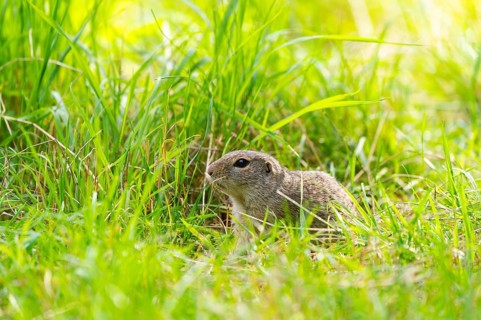European ground squirrel (Spermophilus citellus) on a meadwo, Bavaria, Germany, Europe