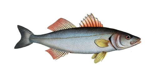 Fish, fish, genus from the umber family, Sciaena labrax, the salmon lumber, the Basse, Historical,