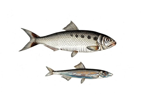 Fish, fish, left: Fish genus Herring, Clupea Encrasicolus, the Anjovis, the Anchova, right: Fish