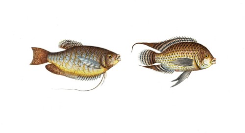 Fish, fishes, left: Genus of wrasses, Labrus trichopterus, the hair-finned wrassle. right: Genus of