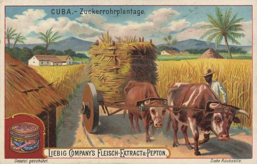 Picture series Scenes from Cuba, sugar cane plantation, Liebig picture, digitally restored