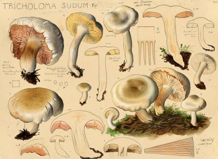 Mushroom, Mushrooms, False grey knight mushroom, Tricholoma sudum, authentic reproduction of an