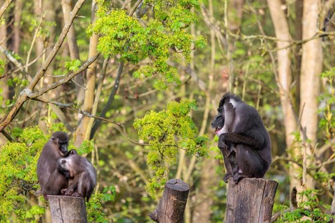 Three Drills (Mandrillus leucophaeus), a male and two females, sit high up on the two stumps of a