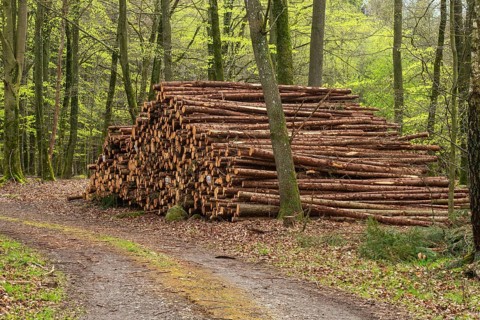 Pile of logs at road in beech forest in Ystad municipality, Skåne county, Sweden, Scandinavia,
