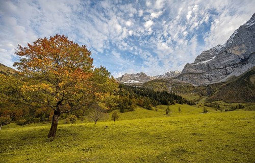 Maple tree with autumn leaves, autumn landscape in Rißtal, Großer Ahornboden, Engalpe, Eng,