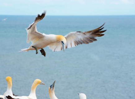 Northern gannet (Morus bassanus) (synonym: Sula bassana) with wings spread and feet stretched out