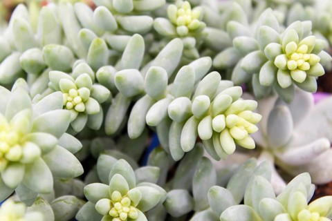 Beautiful succulent plant in greenhouse. Closeup, floral patterns, selective focus