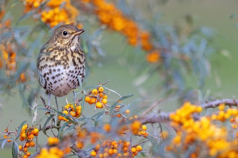 Song thrush (Turdus philomelos), Heligoland Island, Schleswig-Holstein, Federal Republic of Germany