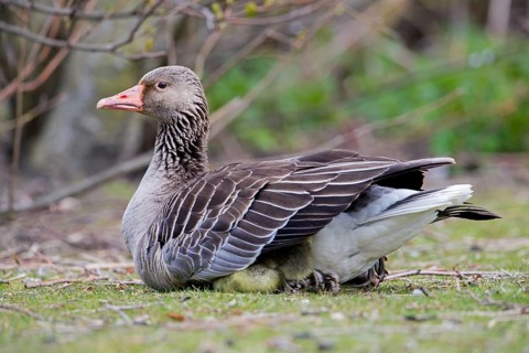 Greylag goose, graylag goose (Anser anser) goslings hiding under mother's wings in spring