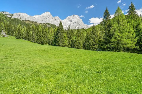 Alpine meadow in front of the Gosaukamm, blue sky, Dachstein massif, Filzmoos, Pongau, Salzburg,
