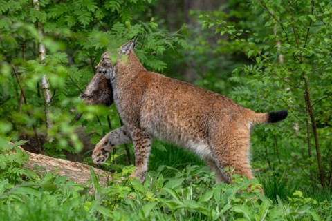 Hunting Eurasian lynx (Lynx lynx) walking with caught muskrat (Ondatra zibethicus) prey in its