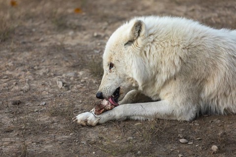 One Hudson Bay wolf (Canis lupus hudsonicus) lying on a dry forest floor. chewing on a bone