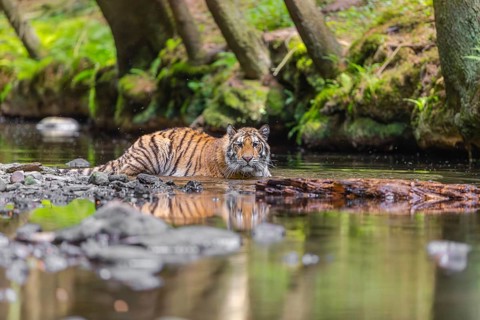 One young female Siberian Tiger, Panthera tigris altaica, lying resting in the cool fresh water of