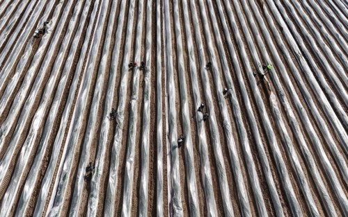 The first asparagus is harvested from a foil-covered asparagus field, Beelitz, 26/03/2024