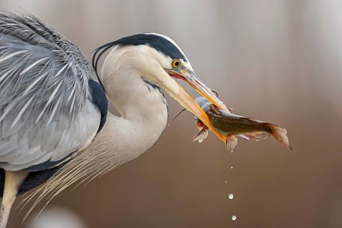 Grey heron (Ardea cinerea) with catfish as prey, hunting, fishing, preying, sunrise, morning light,