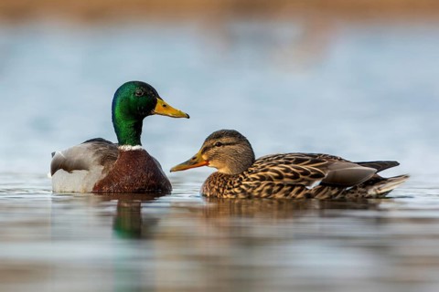 Mallard (Anas platyrhynchos) male and female, pair, swimming, foraging, mating, Middle Elbe