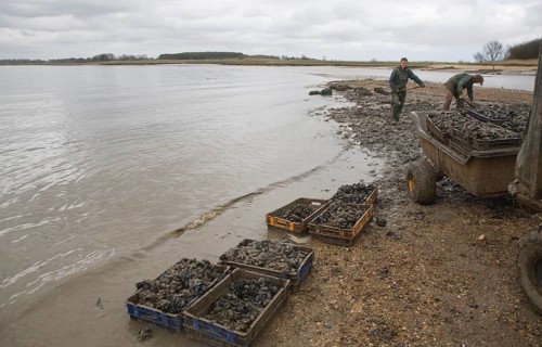 Men collecting mussels from the River Deben near Ramsholt, Suffolk, England, United Kingdom, Europe