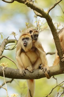 Black howler (Alouatta caraya), female calling with young, captive, occurrence in South America