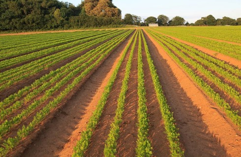 Green lines of carrot crop growing in sandy soil, Shottisham, Suffolk, England, UK