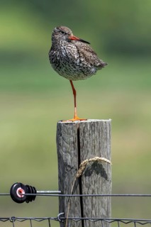 Common redshank (Tringa totanus) in breeding plumage perched on one leg on wooden fence pole along