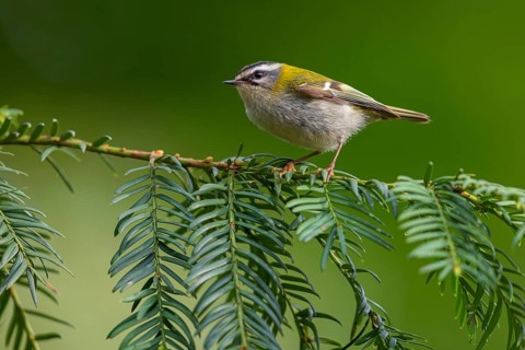 Goldcrest, Regulus ignicapillus, Luce, Mountain area, Luce, Styria, Slovenia, Europe