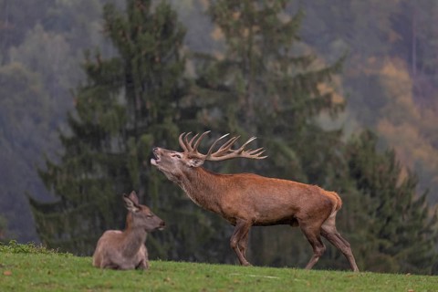 One Red Deer stag (Cervus elaphus) in rutting season, standing calling on a green meadow. A forest