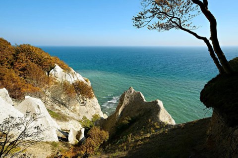 The chalk cliffs of Møns Klint, view of the Baltic Sea in autumn, beech tree on the edge of the