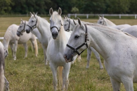 Kladruber horse, mares, standing on the paddock. National Stud Farm Kladruby nad Labem