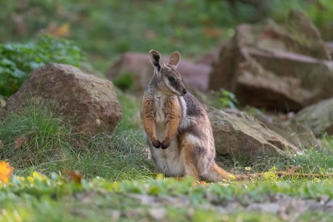 One yellow-footed rock-wallaby (Petrogale xanthopus), or ring-tailed wallaby sitting on grass