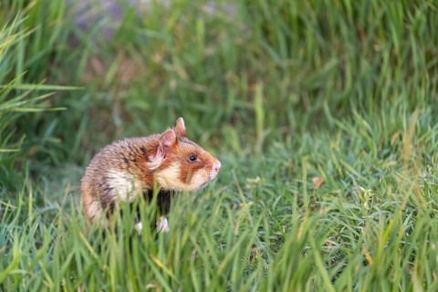 One European hamster (Cricetus cricetus), Eurasian hamster, black-bellied hamster or common