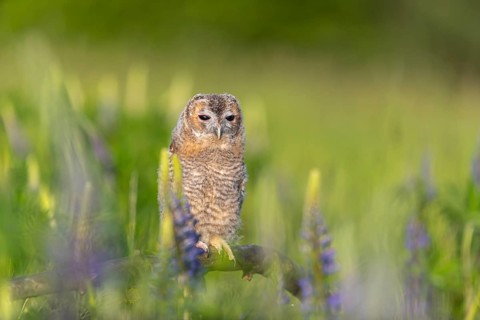 One young Ural owl (Strix uralensis) sitting on a branch lying in a field of flowering lupines in
