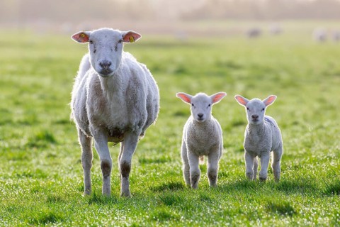 White domestic sheep ewe with two lambs in pasture in spring, North Frisia, Schleswig-Holstein,