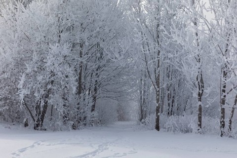 Lake Kochelsee in Bavaria, Germany. River Loisach leaving the lake. Winter, hoar frosted trees