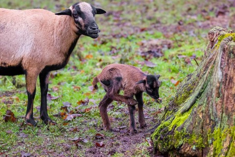 A female Cameroon or Cameroon Dwarf sheep, Ovis gmelini aries, and its lamb stand on a forest edge
