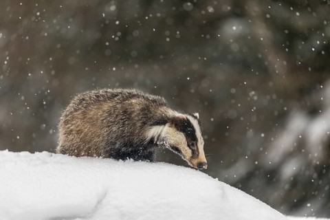 One young European badger (Meles meles) walking through deep snow during snow fall