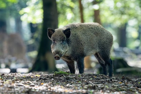 Wild boar (Sus scrofa), boar, Vulkaneifel, Rhineland-Palatinate, Germany, Europe