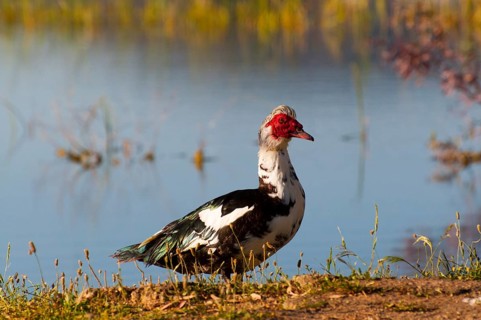 A duck stands on a grassy bank in front of a quiet lake with colourful plants in the background,