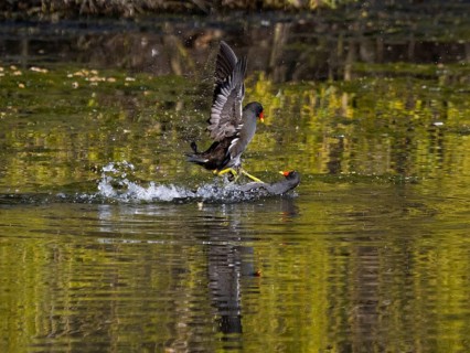 Teichhuhn (Gallinula chloropus), zwei männliche Vögel kämpfen im Wasser eines Sees um das Nistrecht