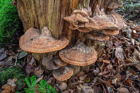 Oak mazegill, thick-walled maze polypore, maze-gill fungus, oak-loving maze polypore (Fomitopsis