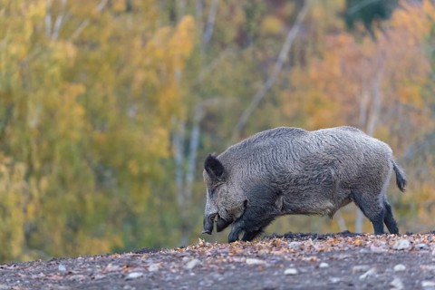 One wild boar or wild pig (Sus scrofa), walking over an opening in early morning light, searching