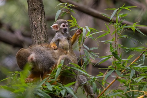 One female Central American squirrel monkey, Saimiri oerstedii, carrying her baby. Green vegetation