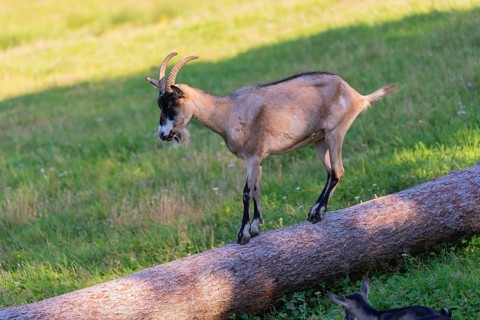 One Tauernschecke goat, Capra aegagrus hircus, standing on a tree trunk lying on meadow