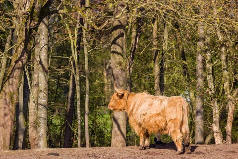 One Highland cow (Bos primigenius) taurus) stands at a forest edge