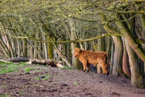 One Highland calf (Bos (primigenius) taurus) stands at a forest edge