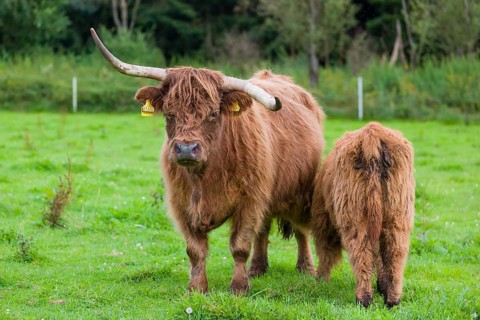 One Highland cow (Bos primigenius taurus) suckling her calf