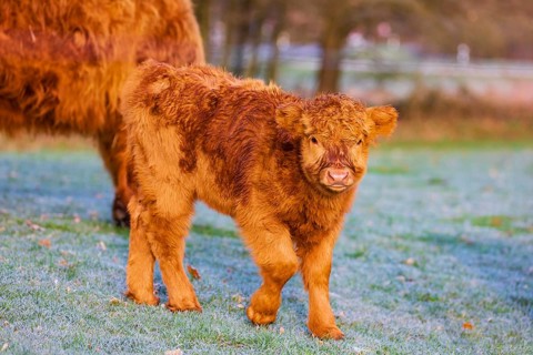 One Highland cow (Bos (primigenius) taurus) stands grazing on a meadow