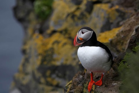 Atlantic Puffin, Common Puffin. Fratercula arctica, at the cliffs of Latrabjarg, Iceland, Europe
