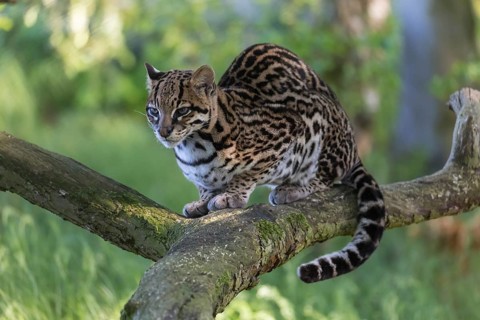 One Ozelot, Leopardus pardalis, resting on a fallen tree with green vegetation in the background