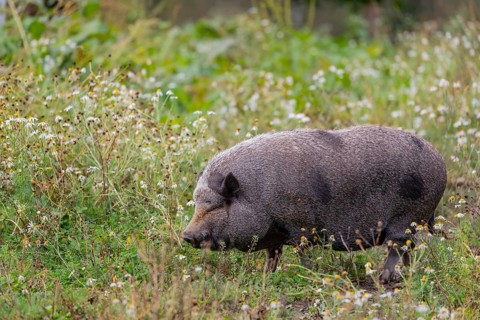 One Minipig, Sus scrofa domesticus, standing in a flowering meadow